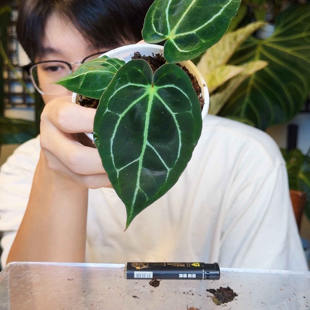 不开花植物T47 黑龟甲