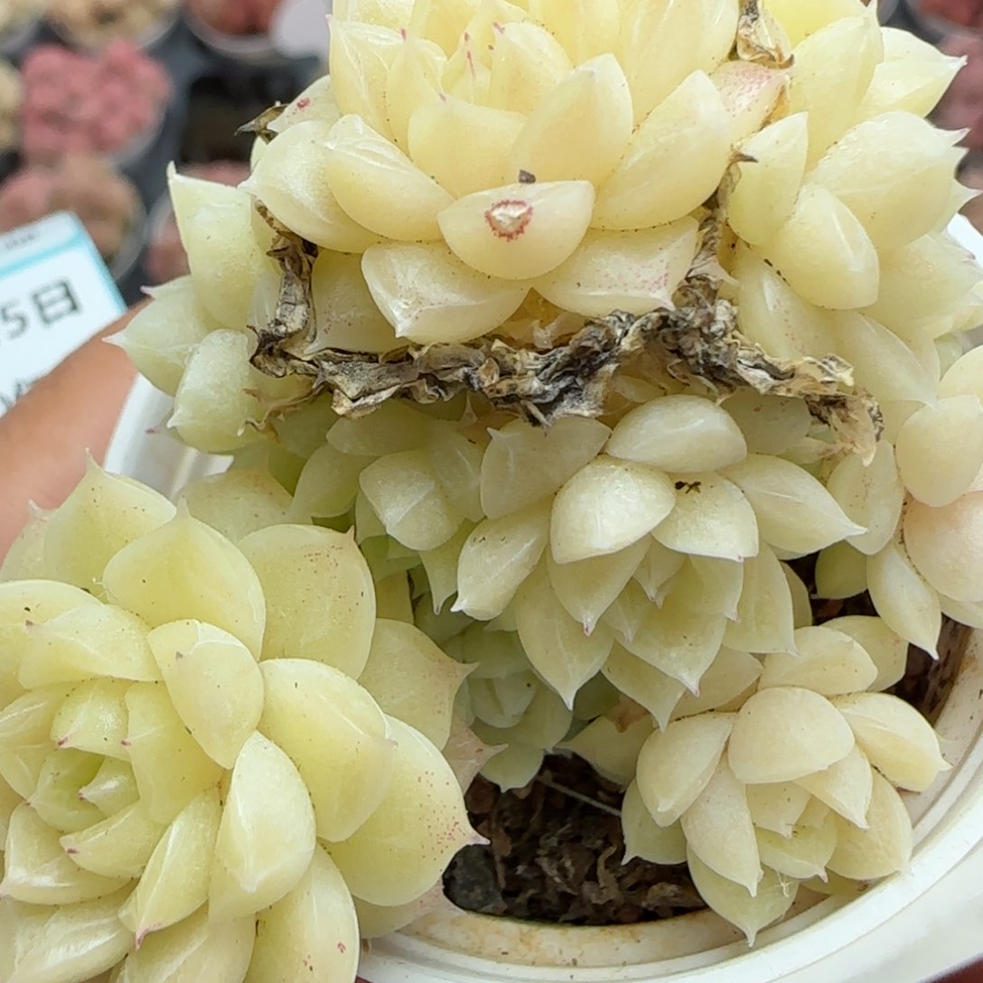 花语逸镜0225-283散