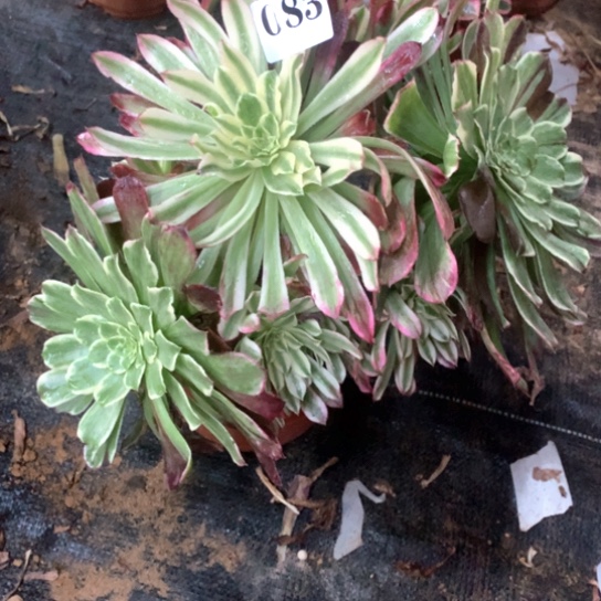 多肉植物83仙墨对肉