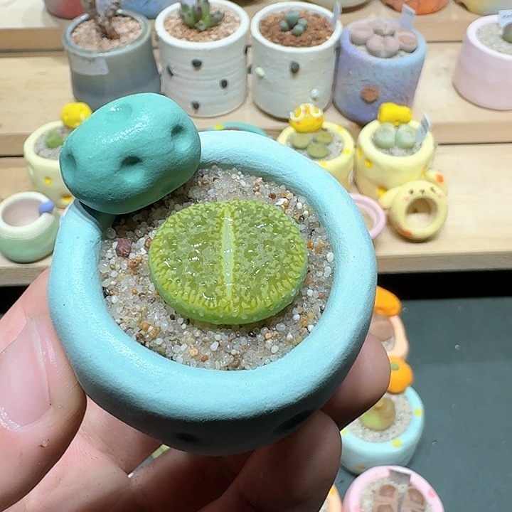 红陶蘑菇341绿光阳