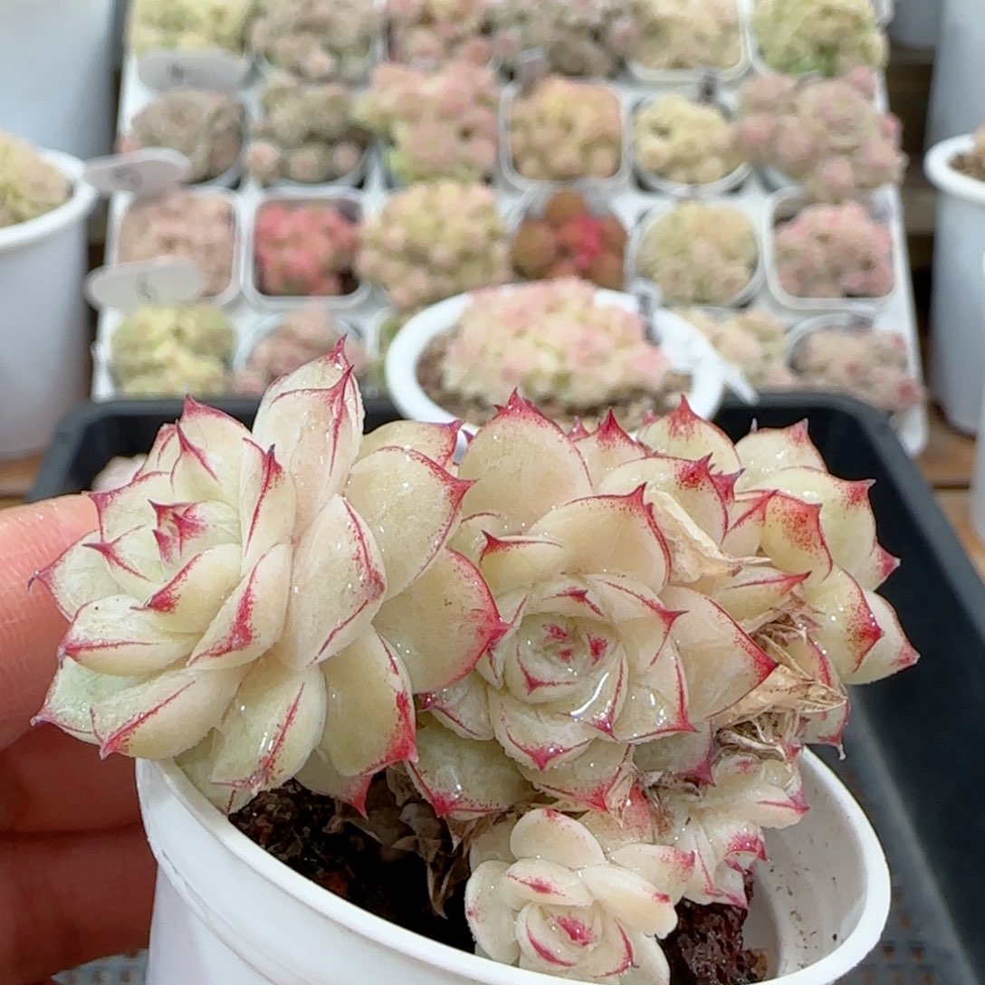 【闪购商品】0128-4边线女王