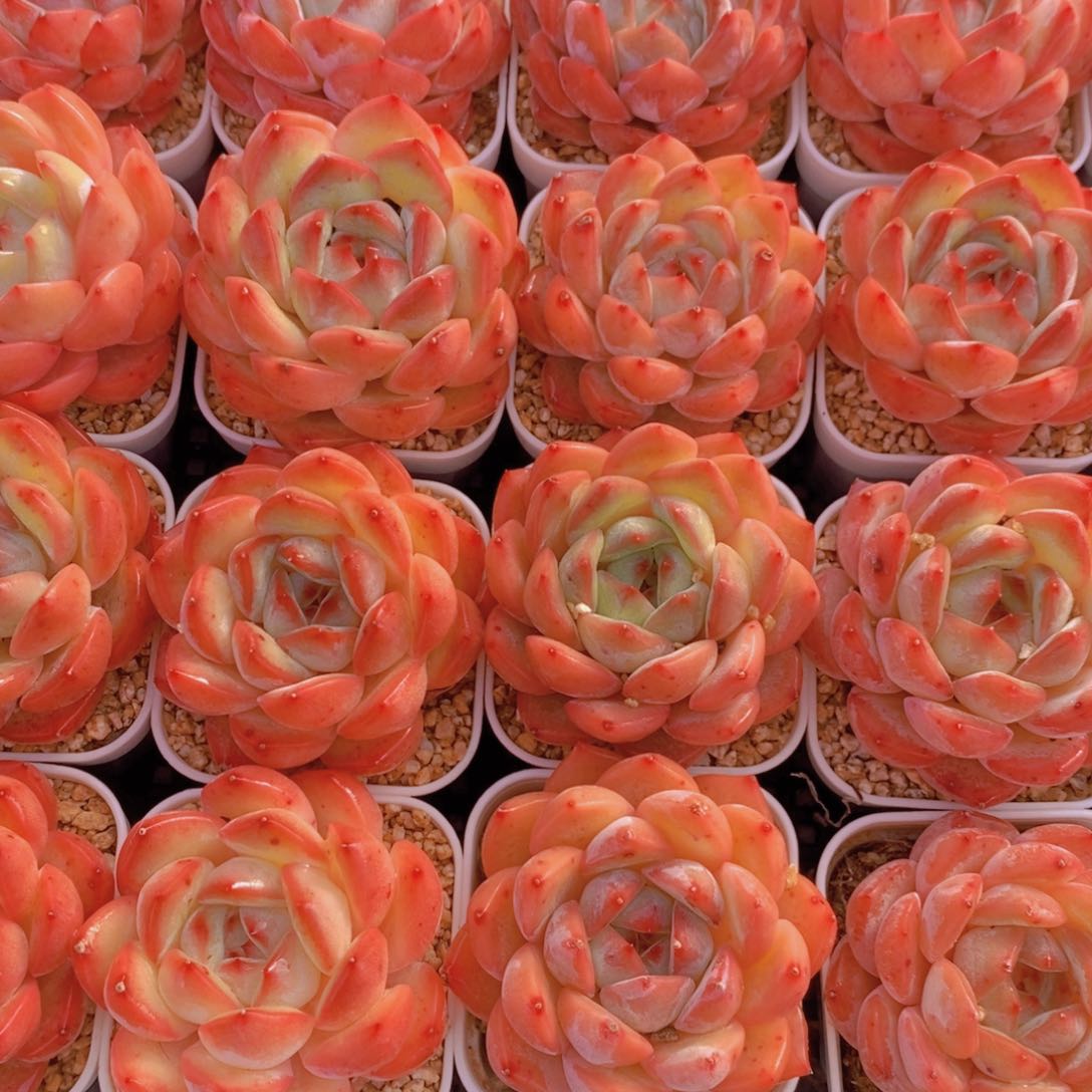 量拍31号 精品草莓杏仁单头一个