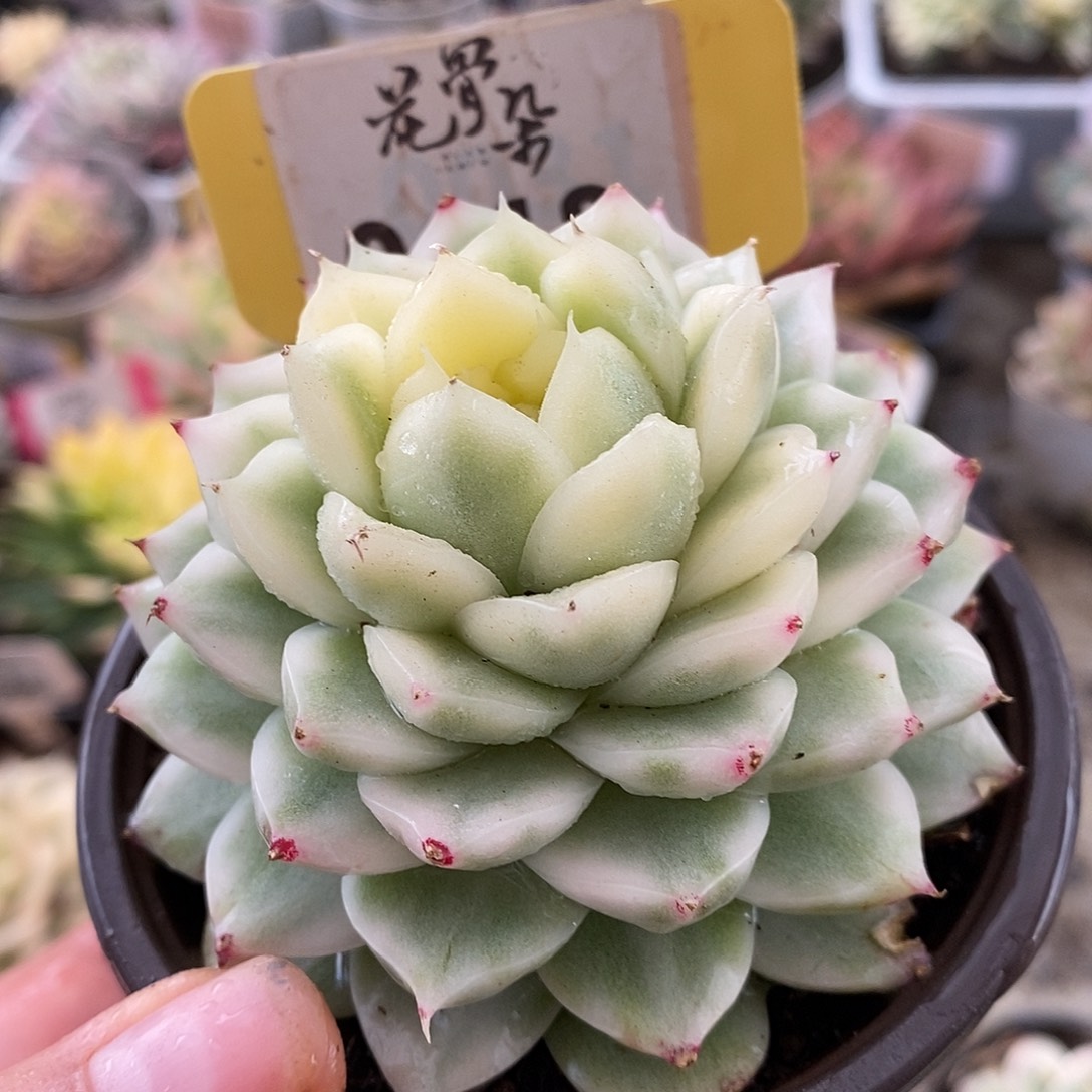 418麦秆哈哈哈哈哈哈哈哈