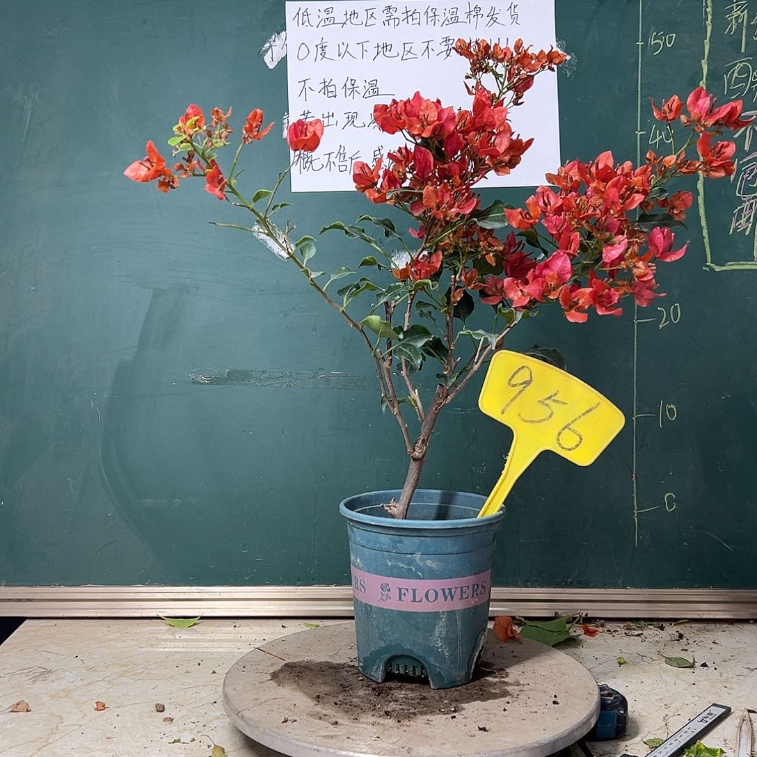 完全开放橙美人956