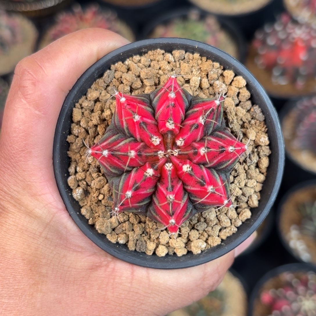 泰系米哈Glimmer Rose实生侧11号