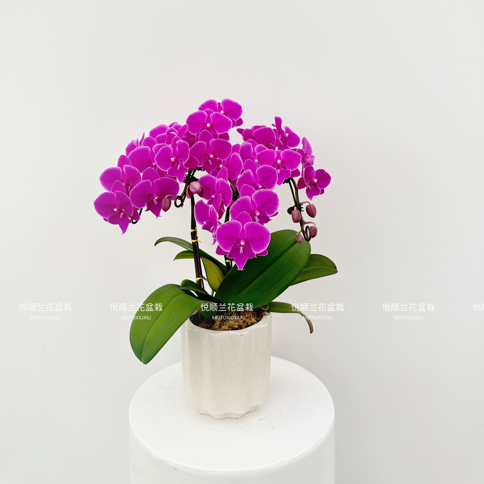 00401 蝴蝶兰 红豆 花期长叶片自然开裂 桌面花 盆栽