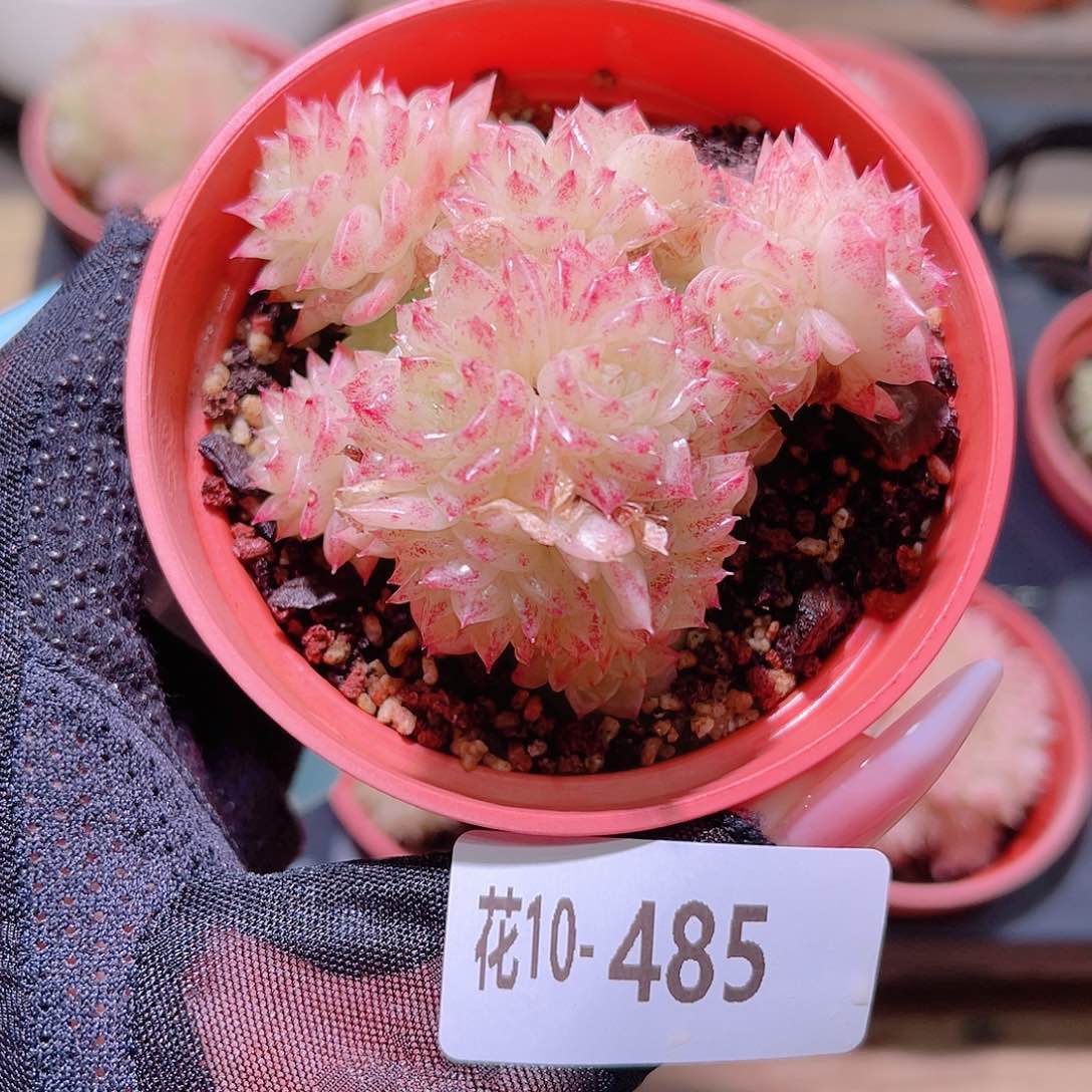 花利美10-485麦秆