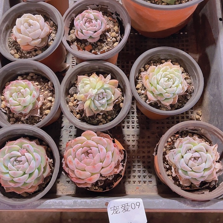 直播福利一物一拍09