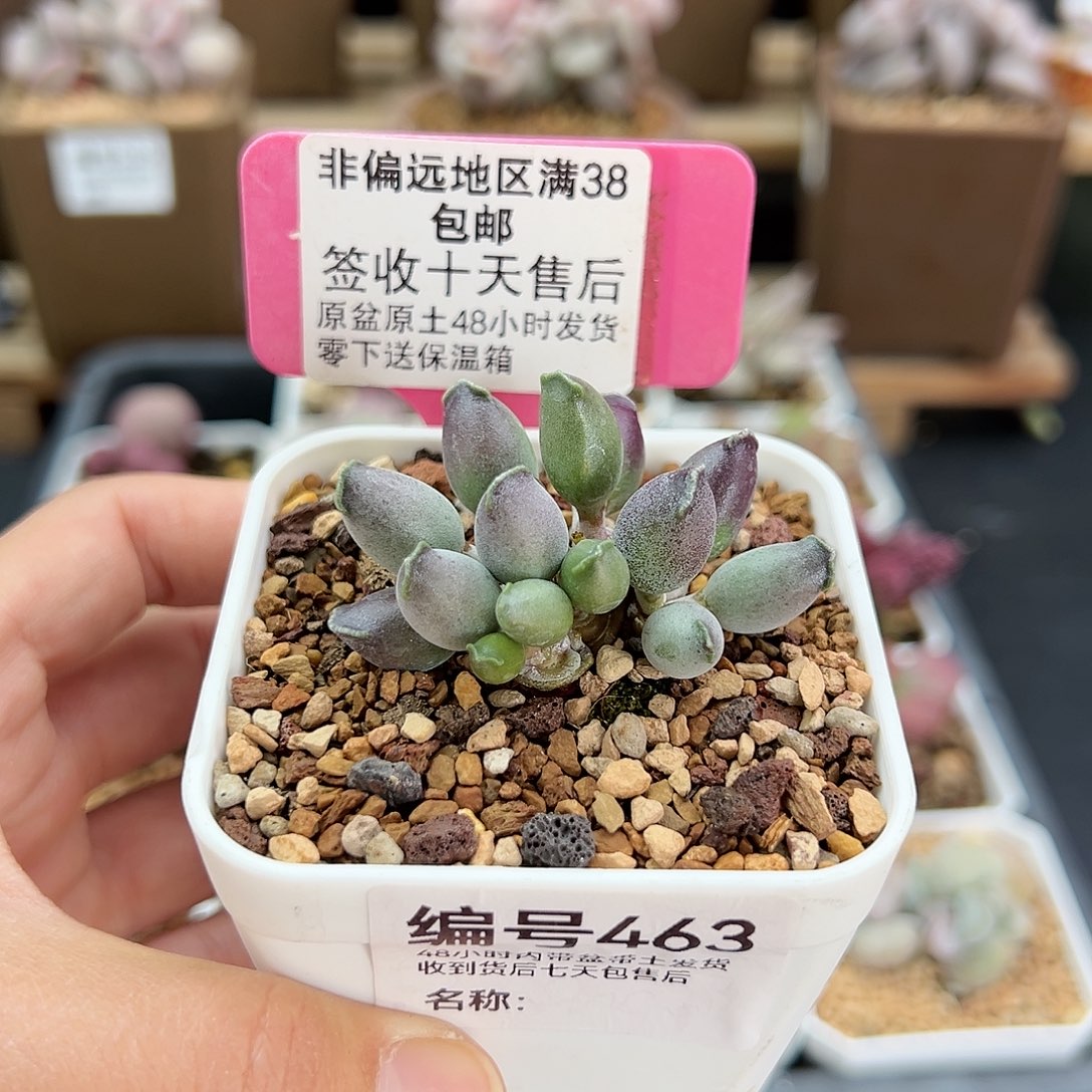 463艺妓海豹多肉