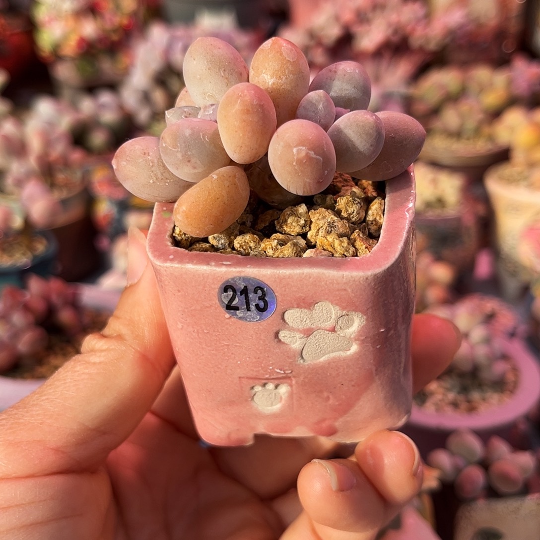 汤圆sp奶酪一物一拍