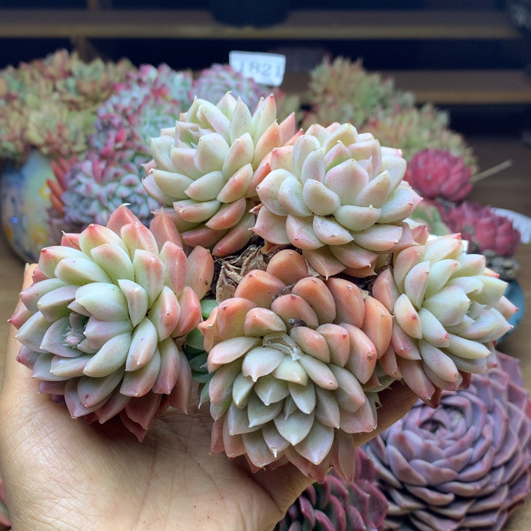 1823杂交精品基地13厘米