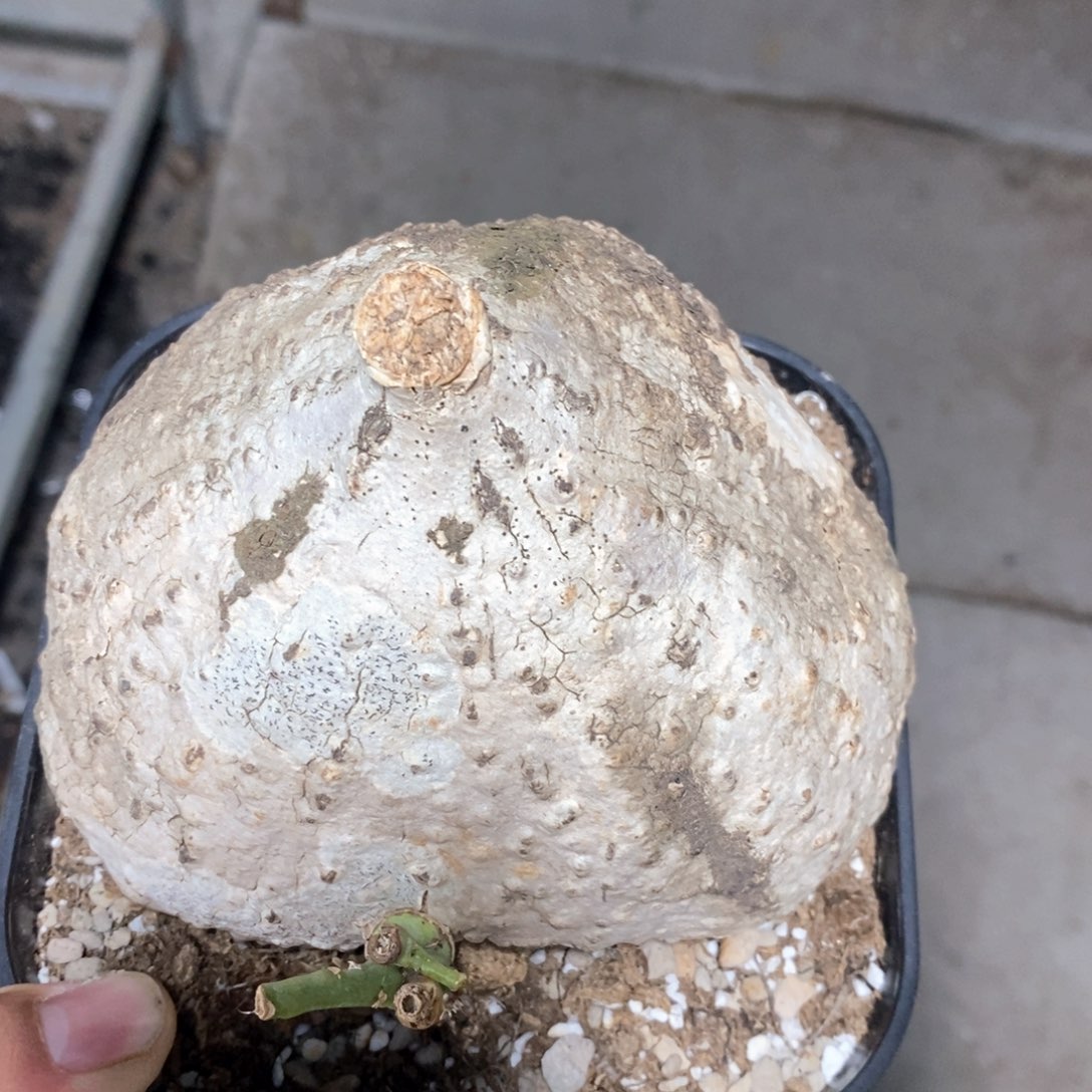 绿松石西番莲多肉植物