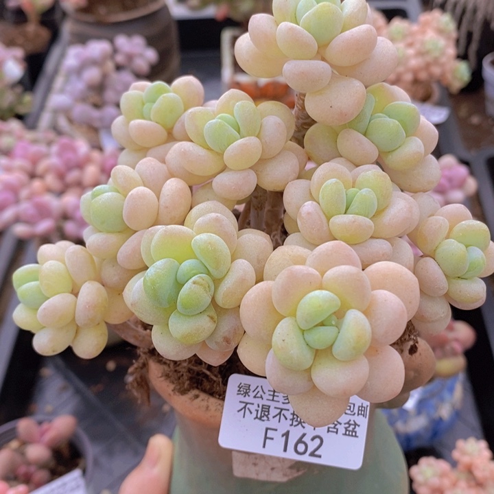 白奶糖老桩12cm162多肉