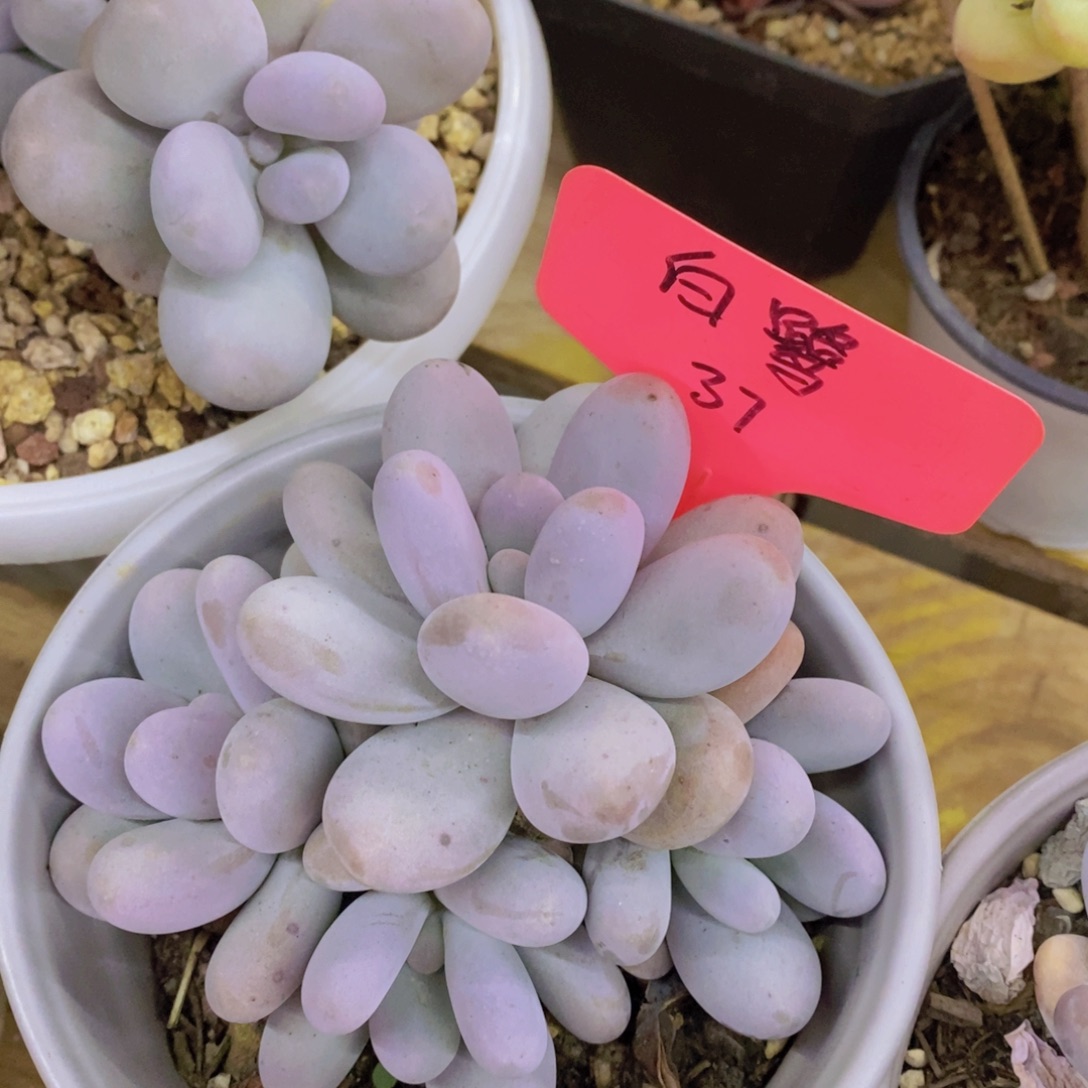 粉丝回馈专场，停播场