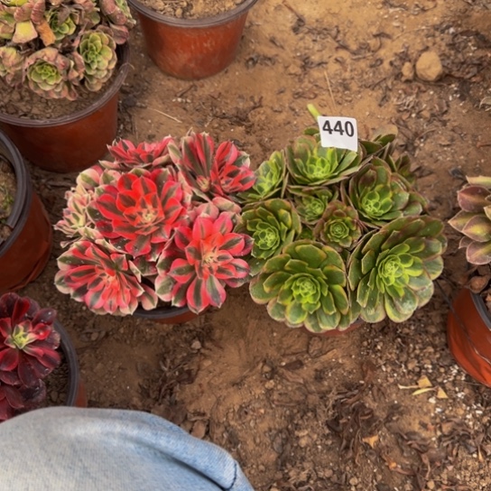 王***群法师2棵5号棚的440