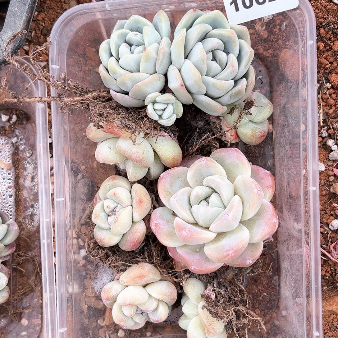 阿雅园艺。   1062
