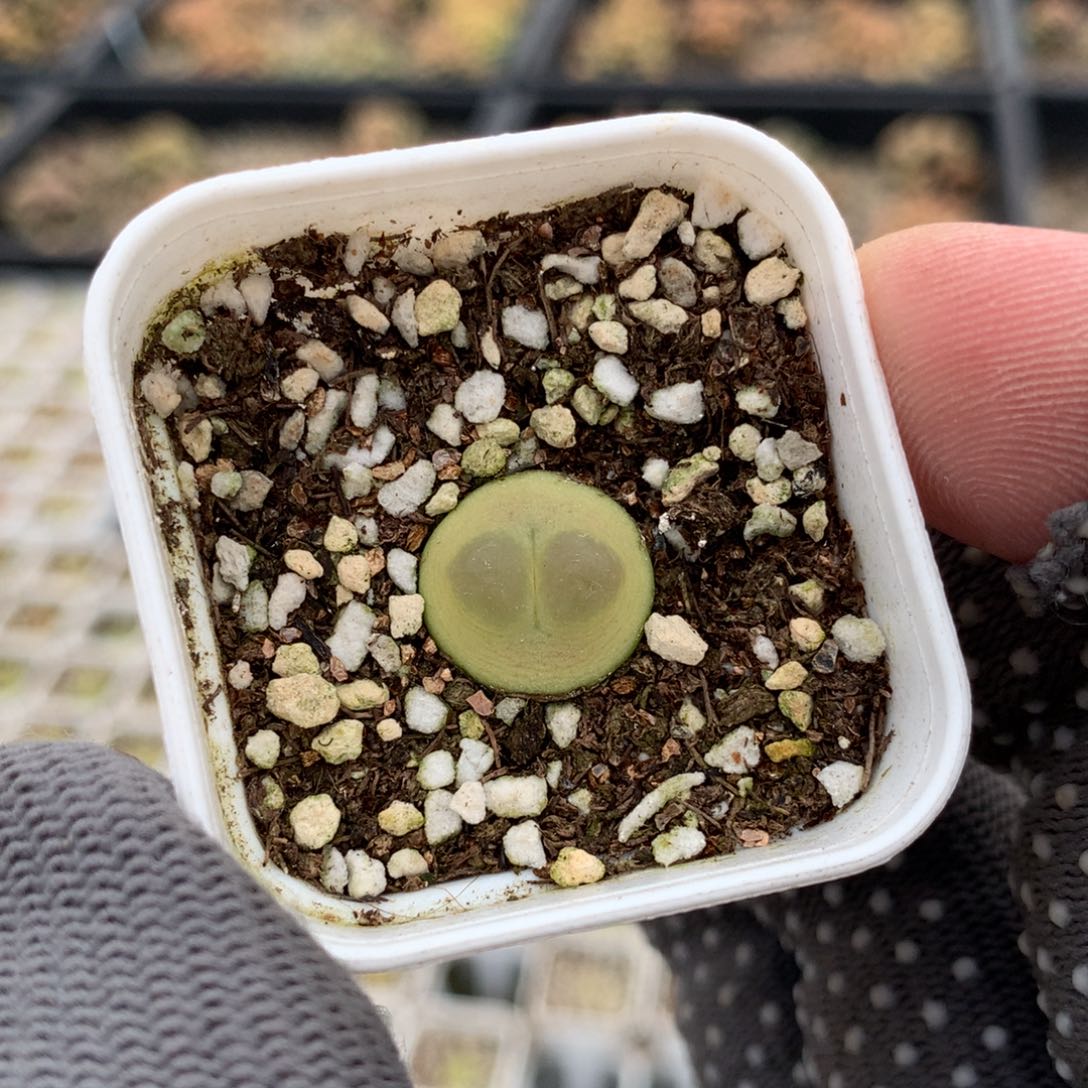 552紫皮拉登一颗