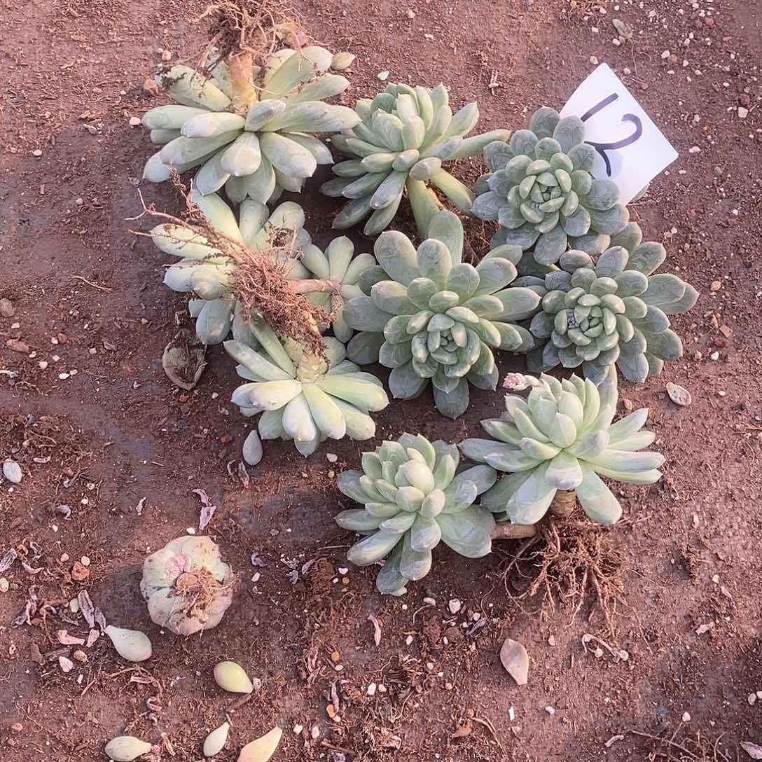 百搭翡翠多肉12满20包邮