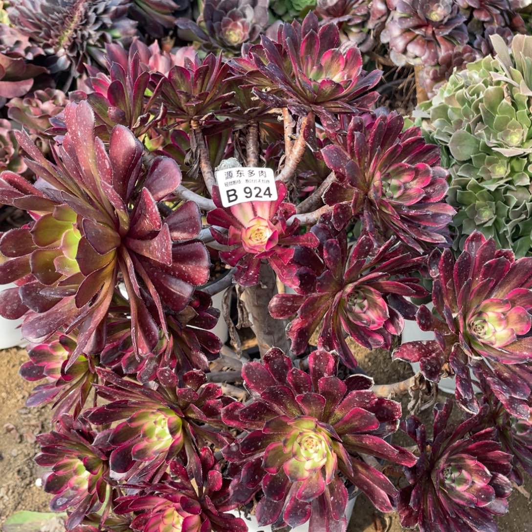 924红金刚多肉法师断枝不包