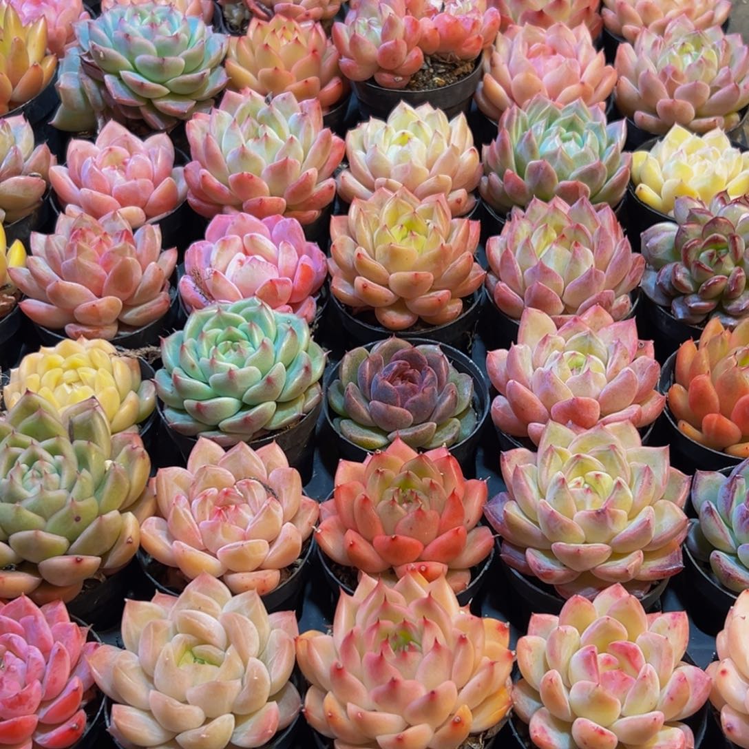 丨***一028多肉葡萄的价格是多少啊哈哈笑而不