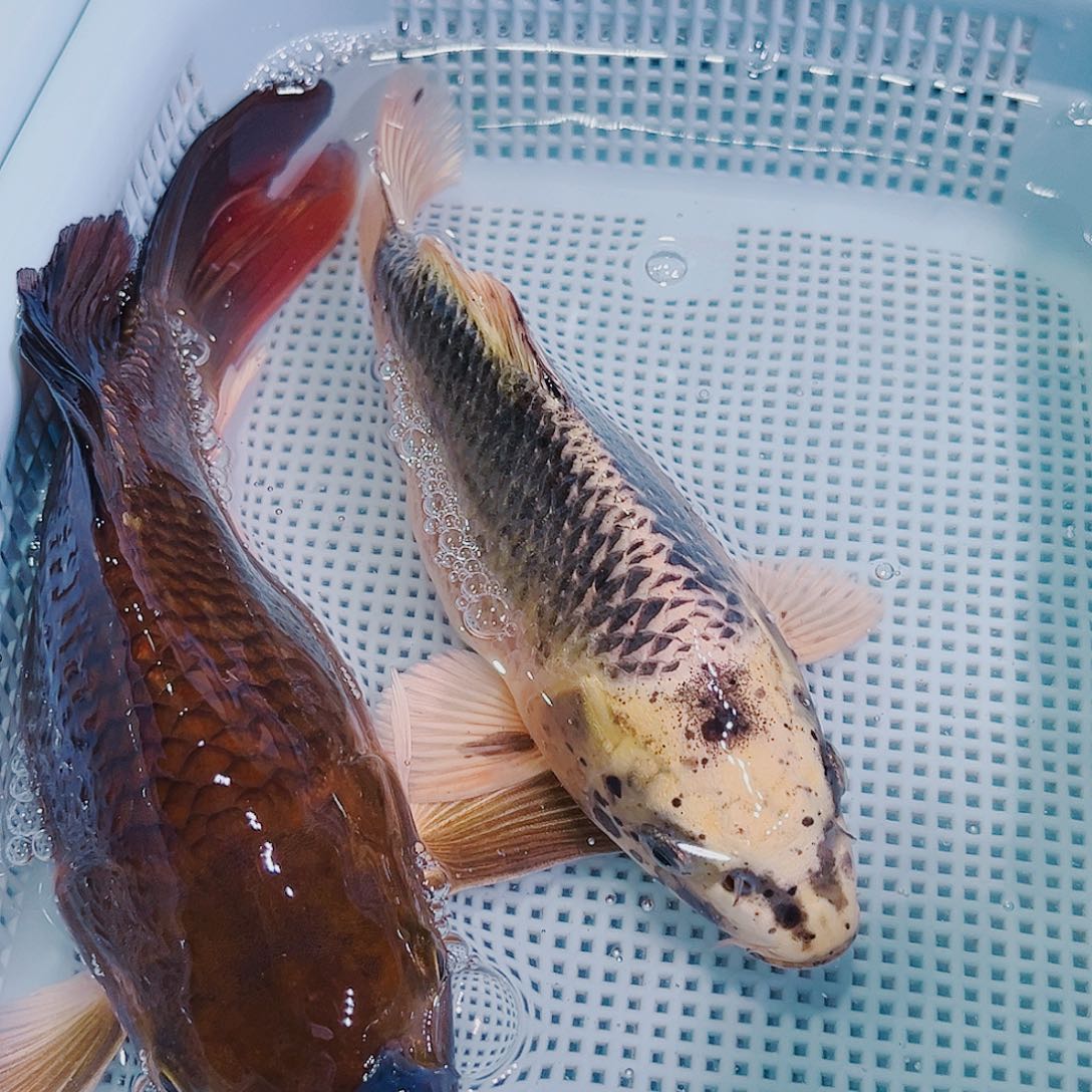 锦鲤锦鲤冷水观赏149