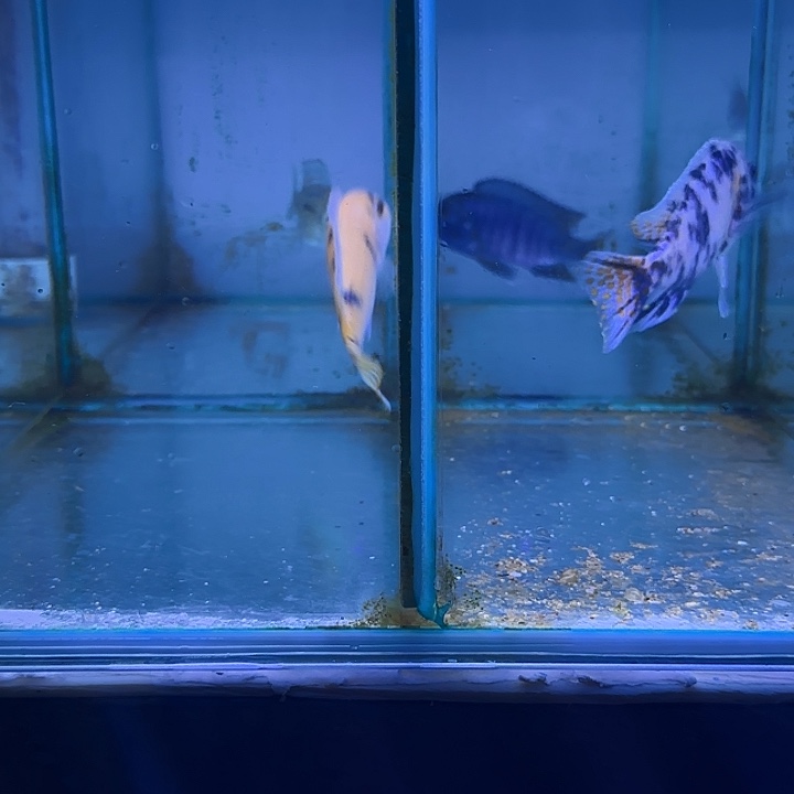 阿***_慈鲷鱼253号255号11111111