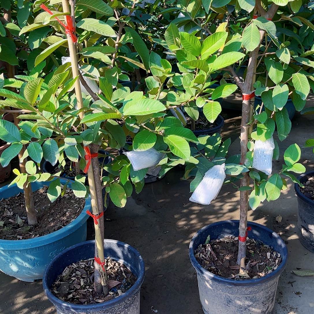 舵***爷无花朵22456899087541267