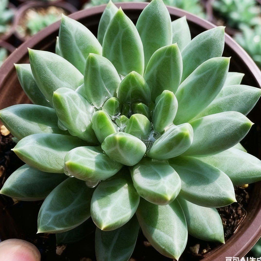 陨石多肉植物    全场满12.9包邮