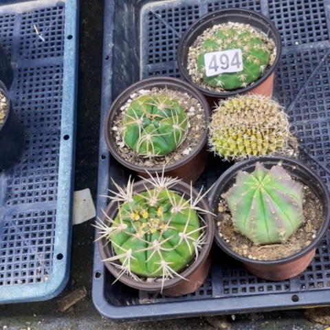 494仙人球5个一物一图如图