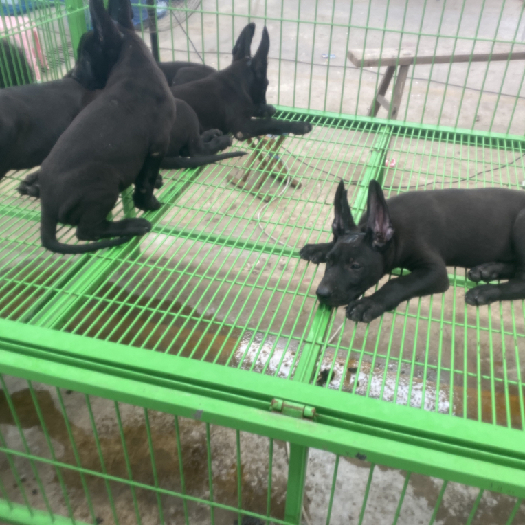 中大型犬适用钢筋角铁狗笼室内室外通用结实耐用承重强
