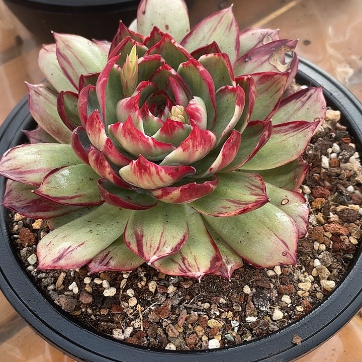 惊鸿仙子多肉植物158