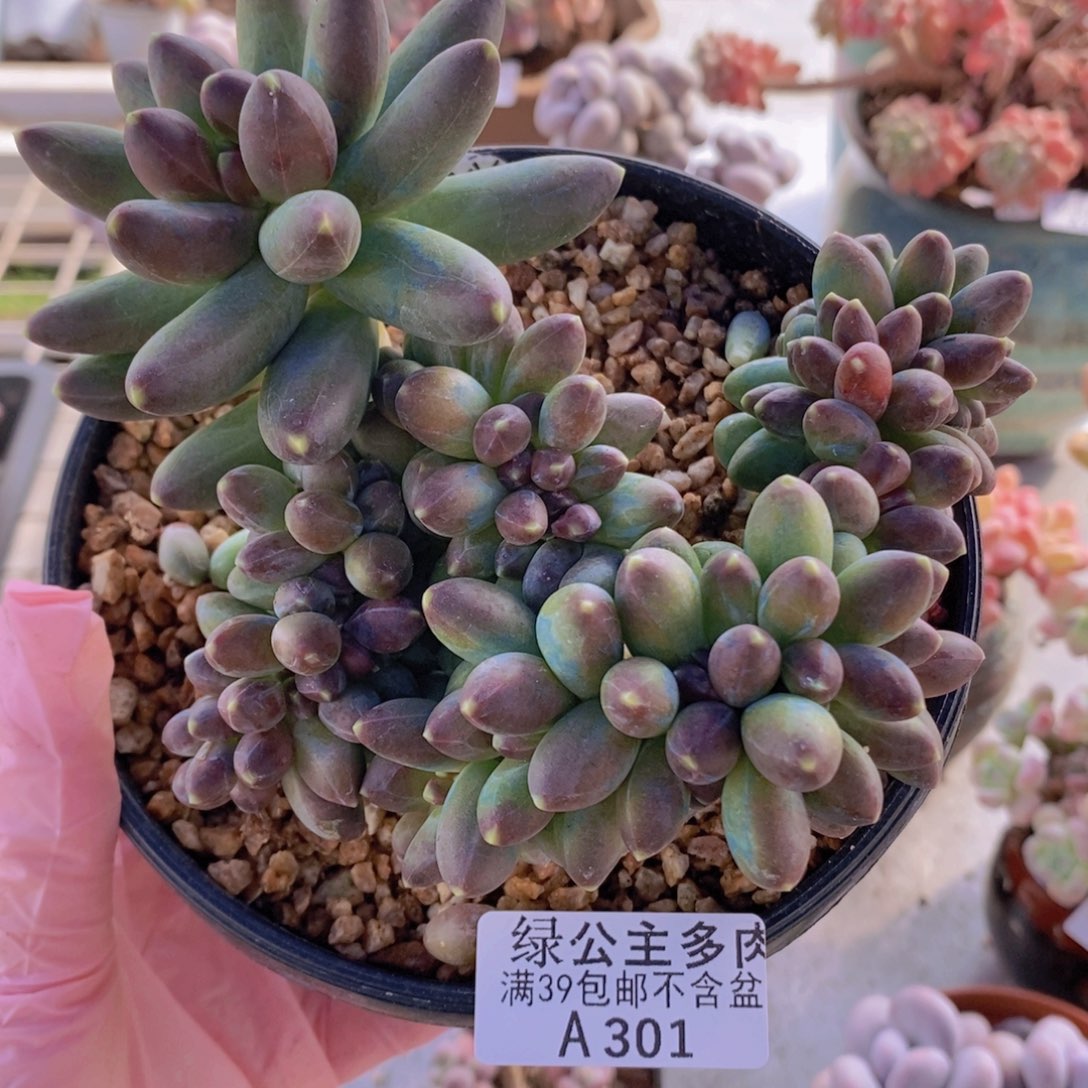香蕉树缀11cm301多肉植物