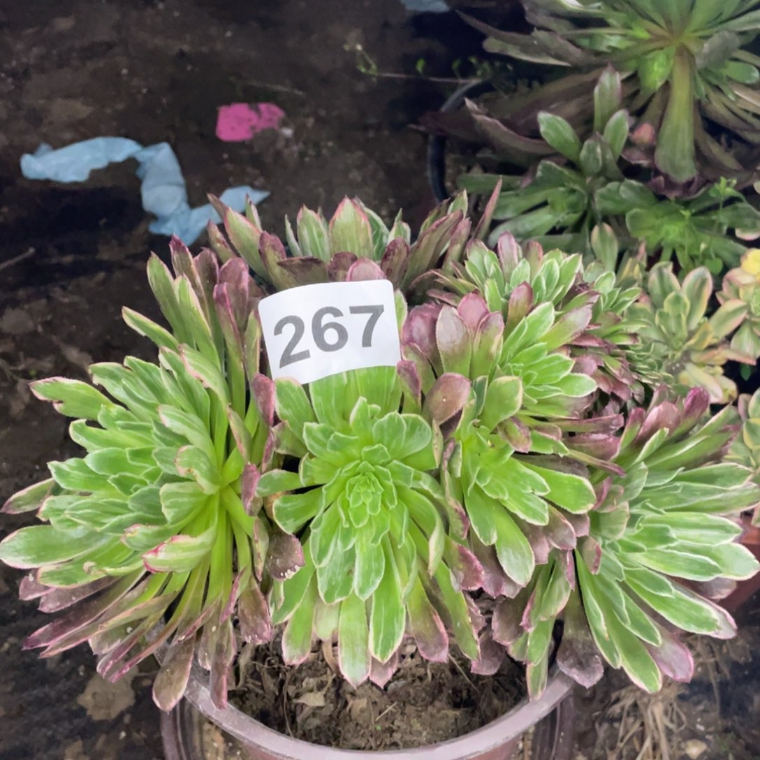 267号金丝楠木朵朵缀