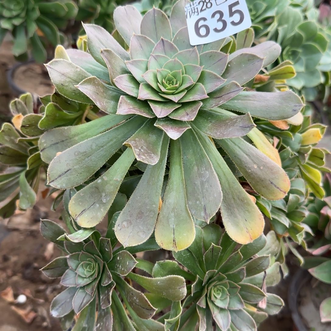 绿法师多肉635满28包邮断枝不包