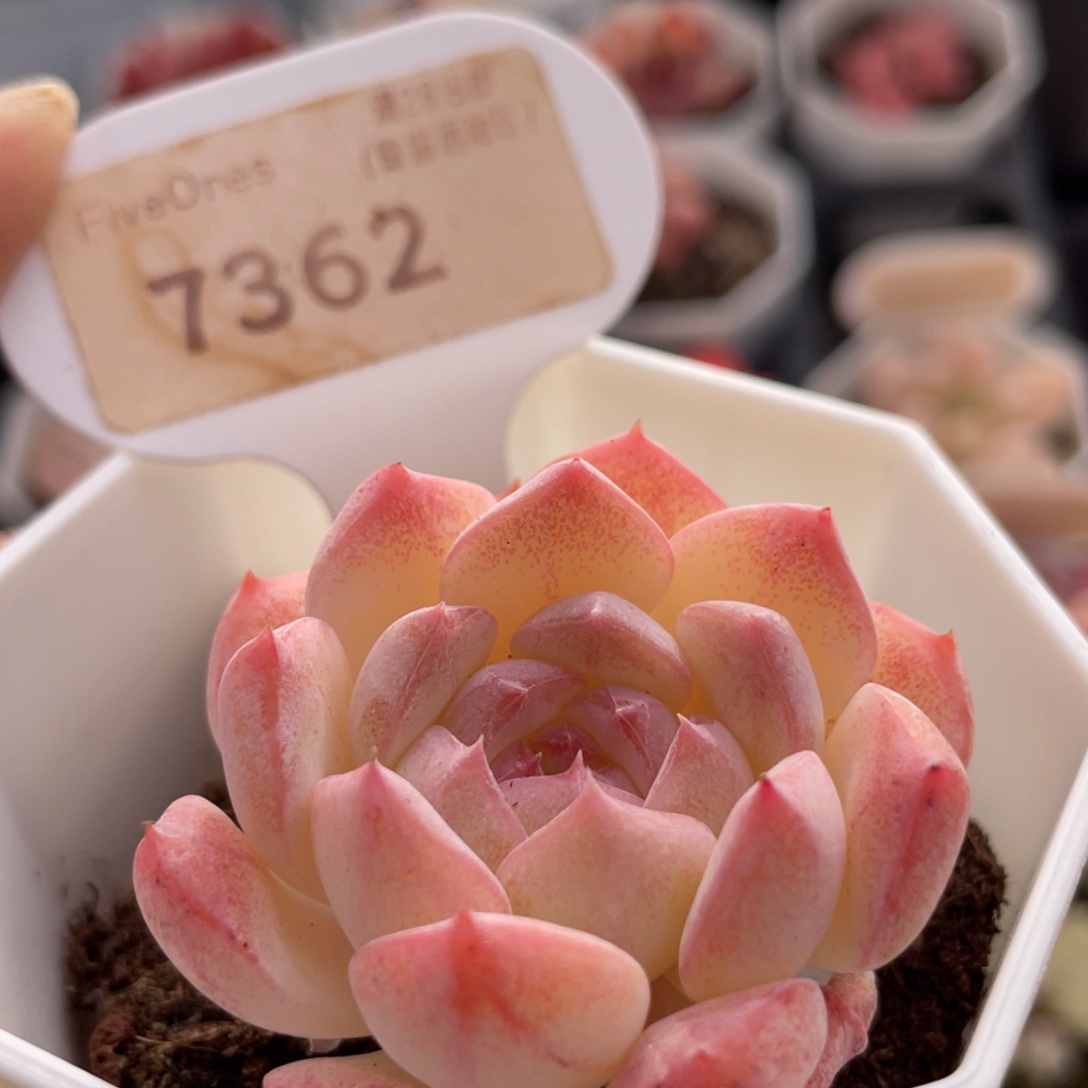 美梦7362-4.5厘米