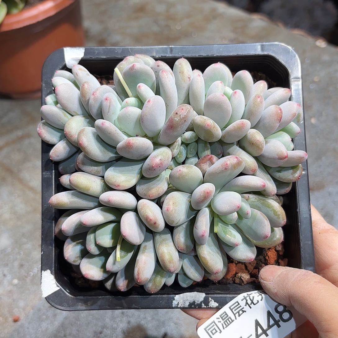 同温层多肉香香雪448