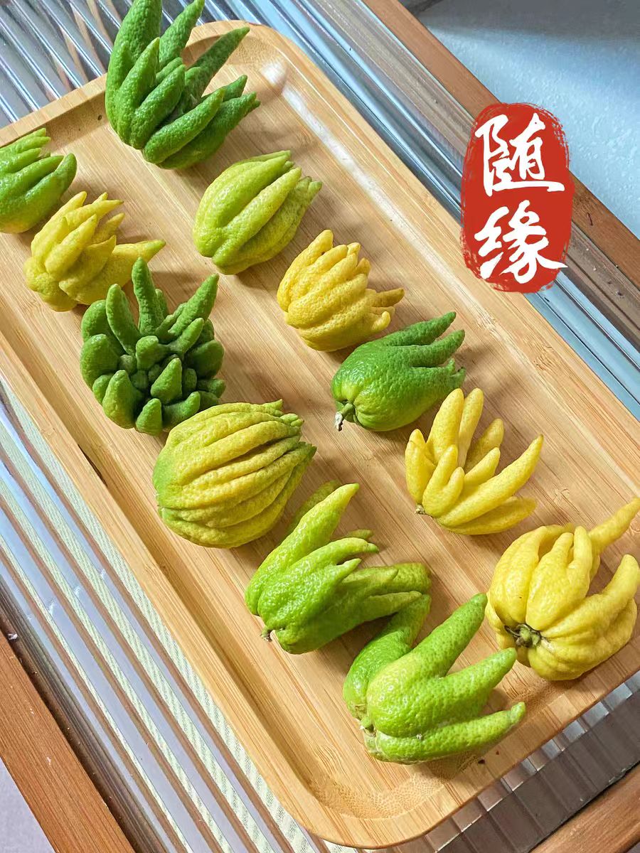 【佛手柑迷你果】精品挂件 手工diy 干养水培佛手柑