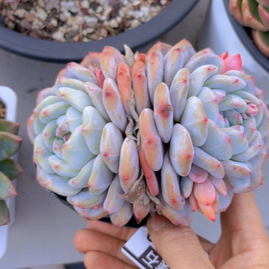 石榴籽30140多肉植物
