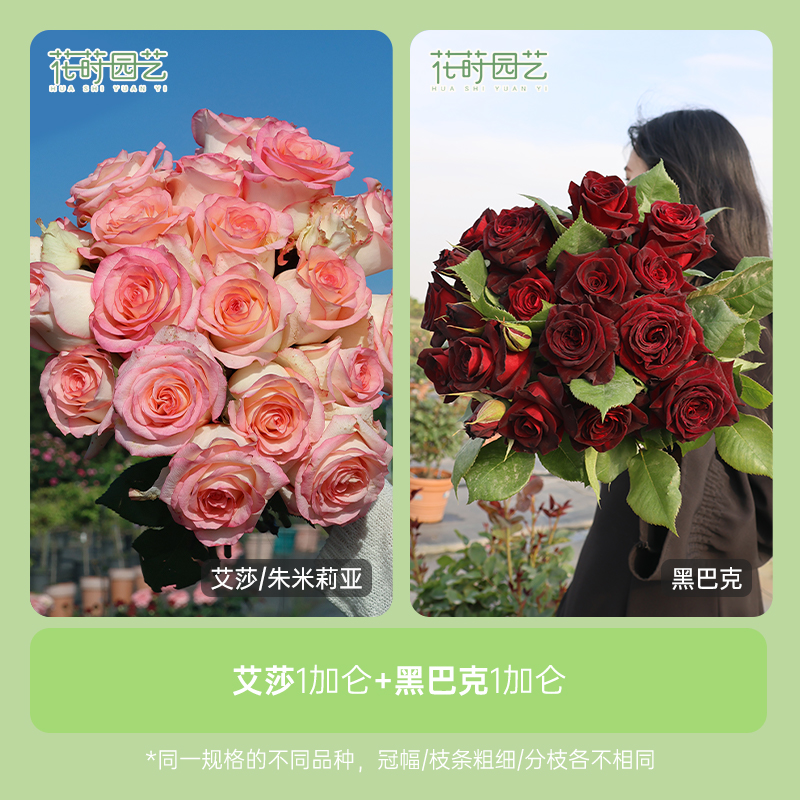 花莳园艺 1加扦插【艾莎+黑巴克】组合月季花苗花园植物