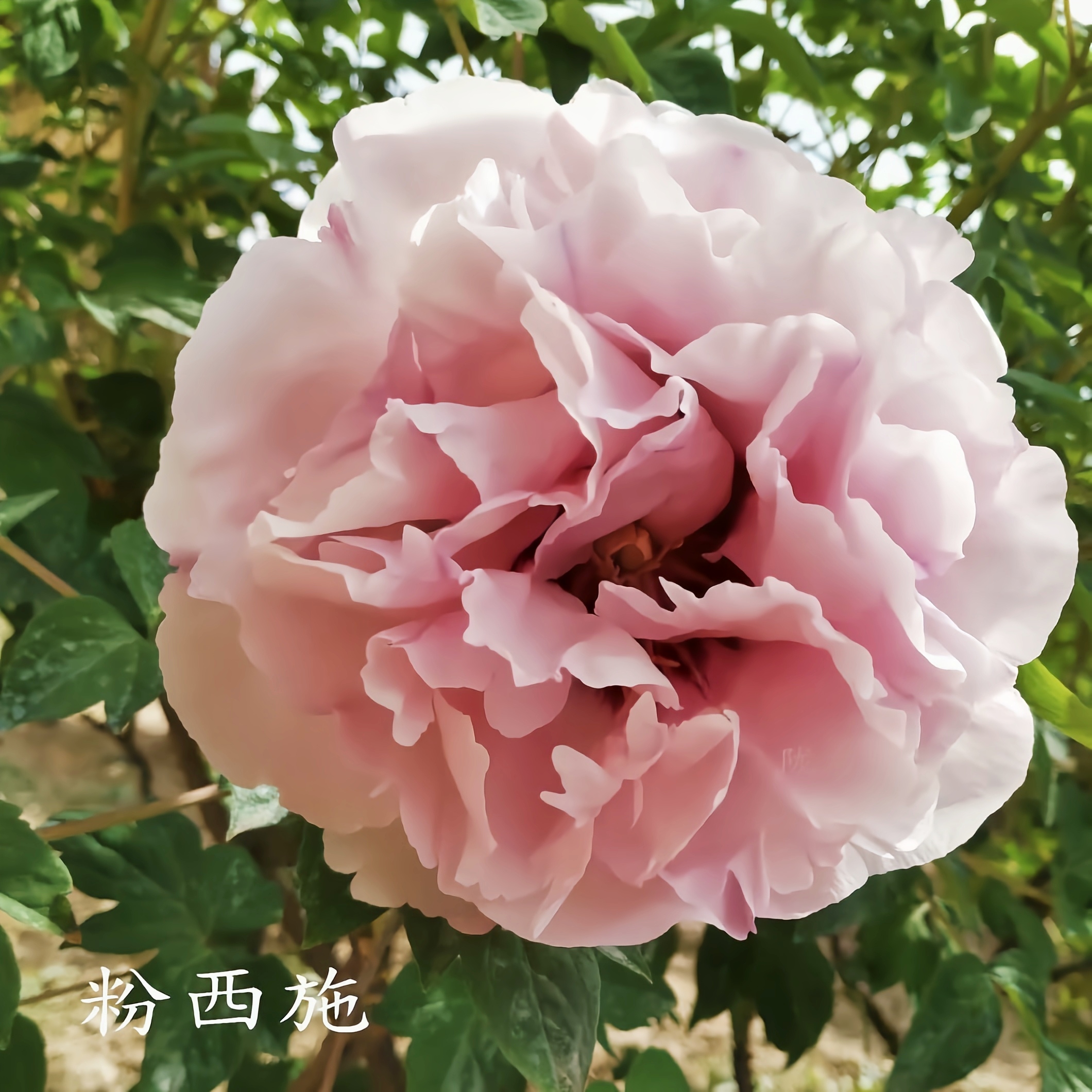 粉西施紫斑牡丹(三年)