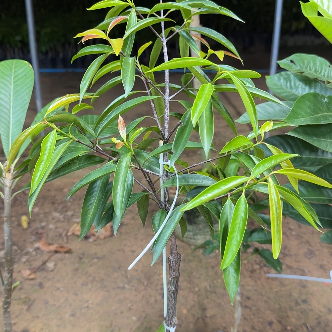 欢***爸当前无花栽培后可以开花细叶金