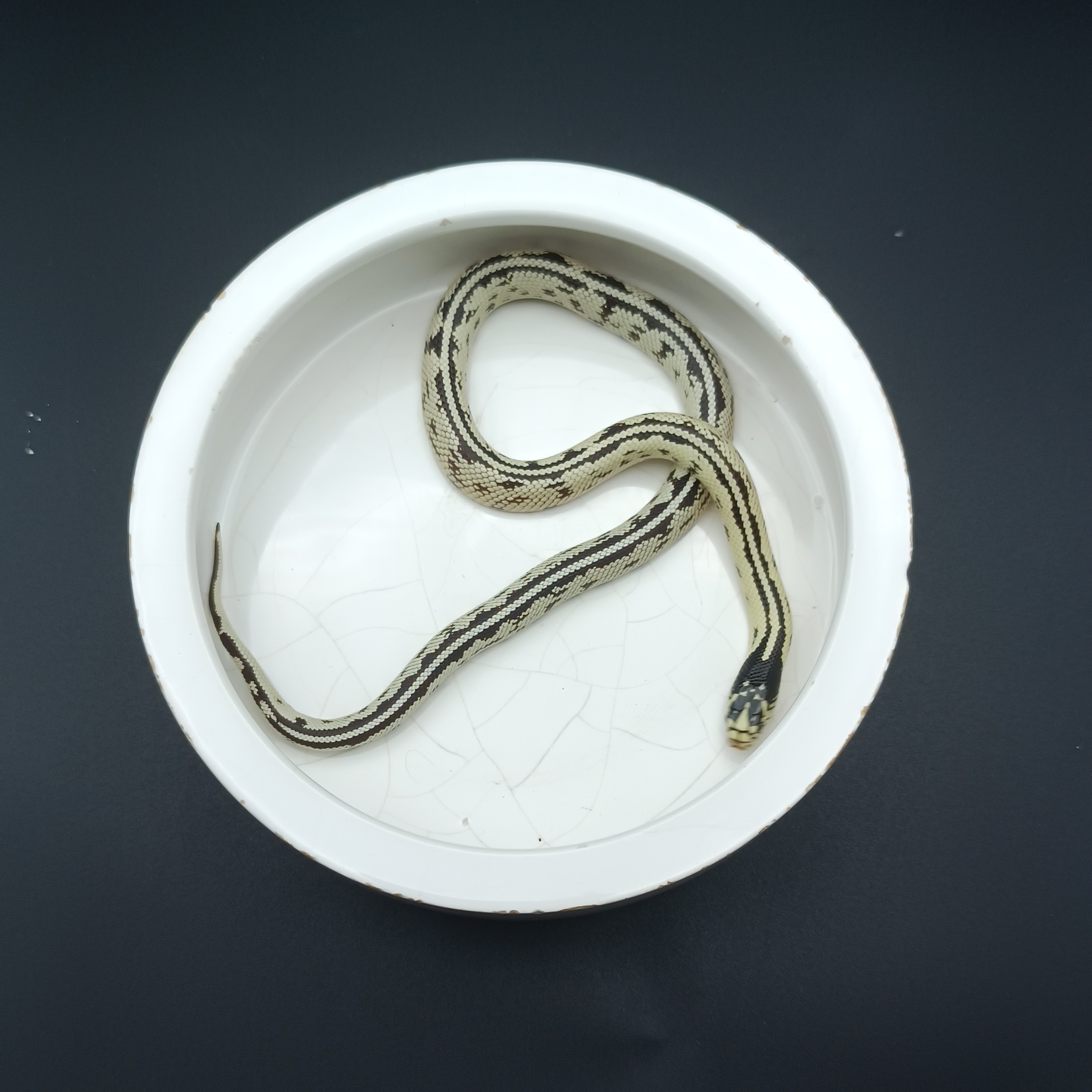 精品高白双直线加州王（大苗公）