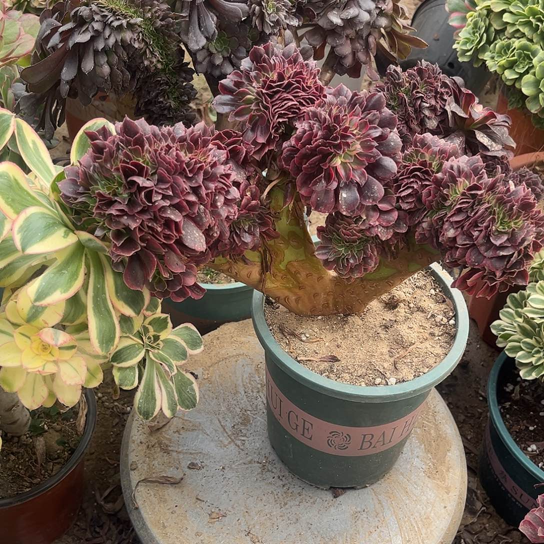 2美杜莎缀化法师多肉植物