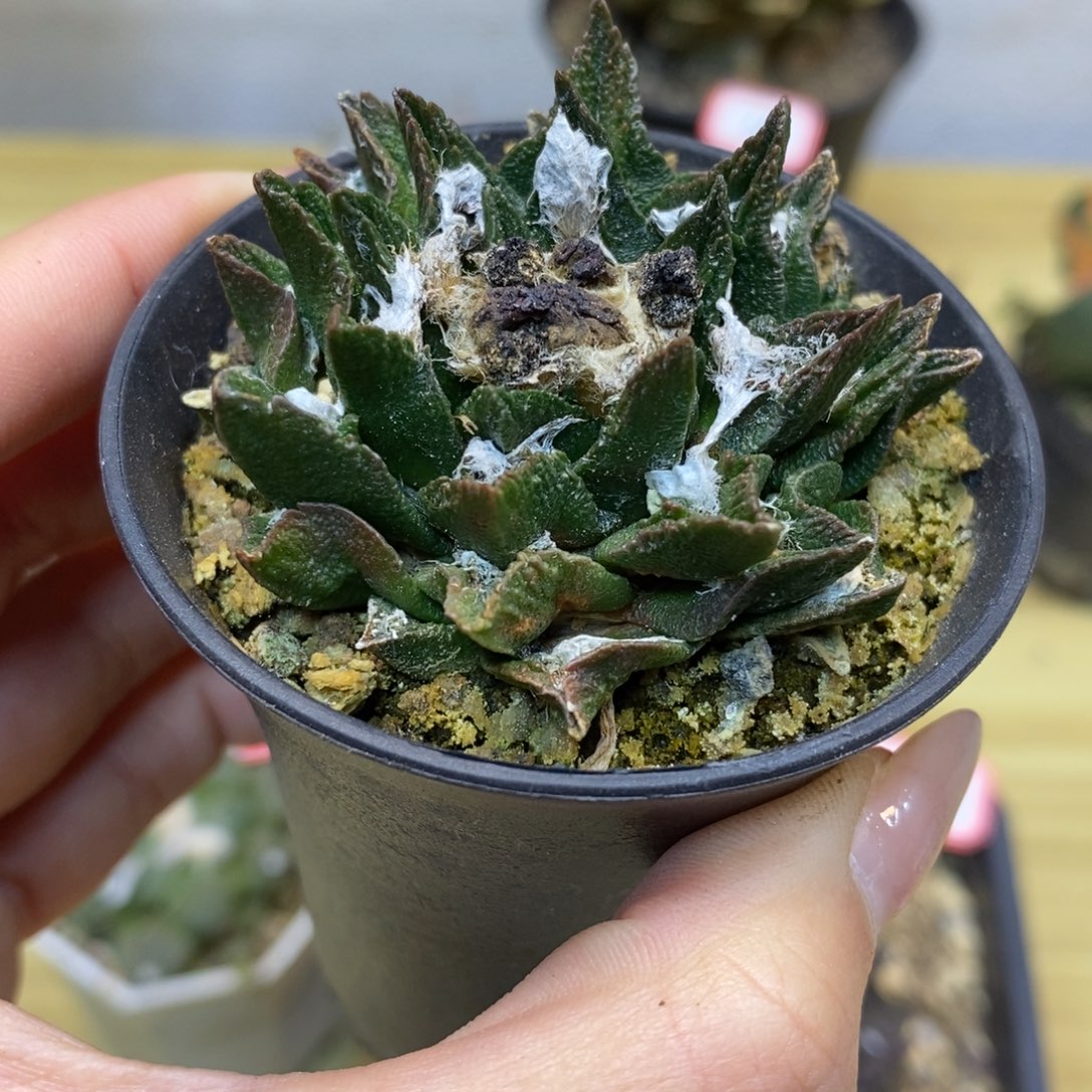        21号  自根勃士杂5.5公分带盆土