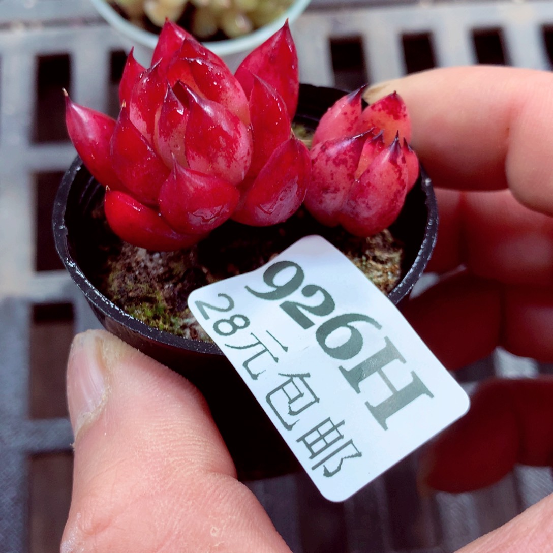 5厘米盆精控多肉926