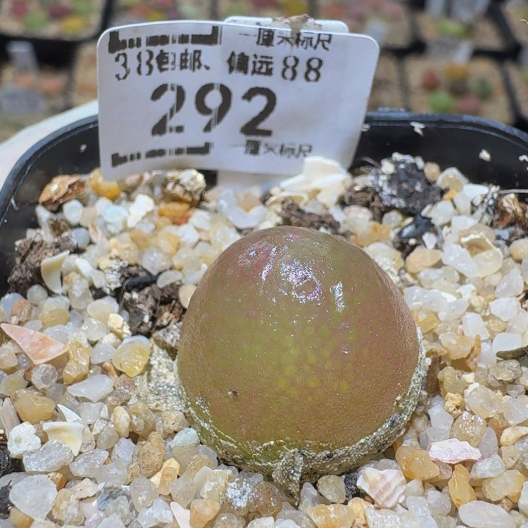 Ssss精品生石花292