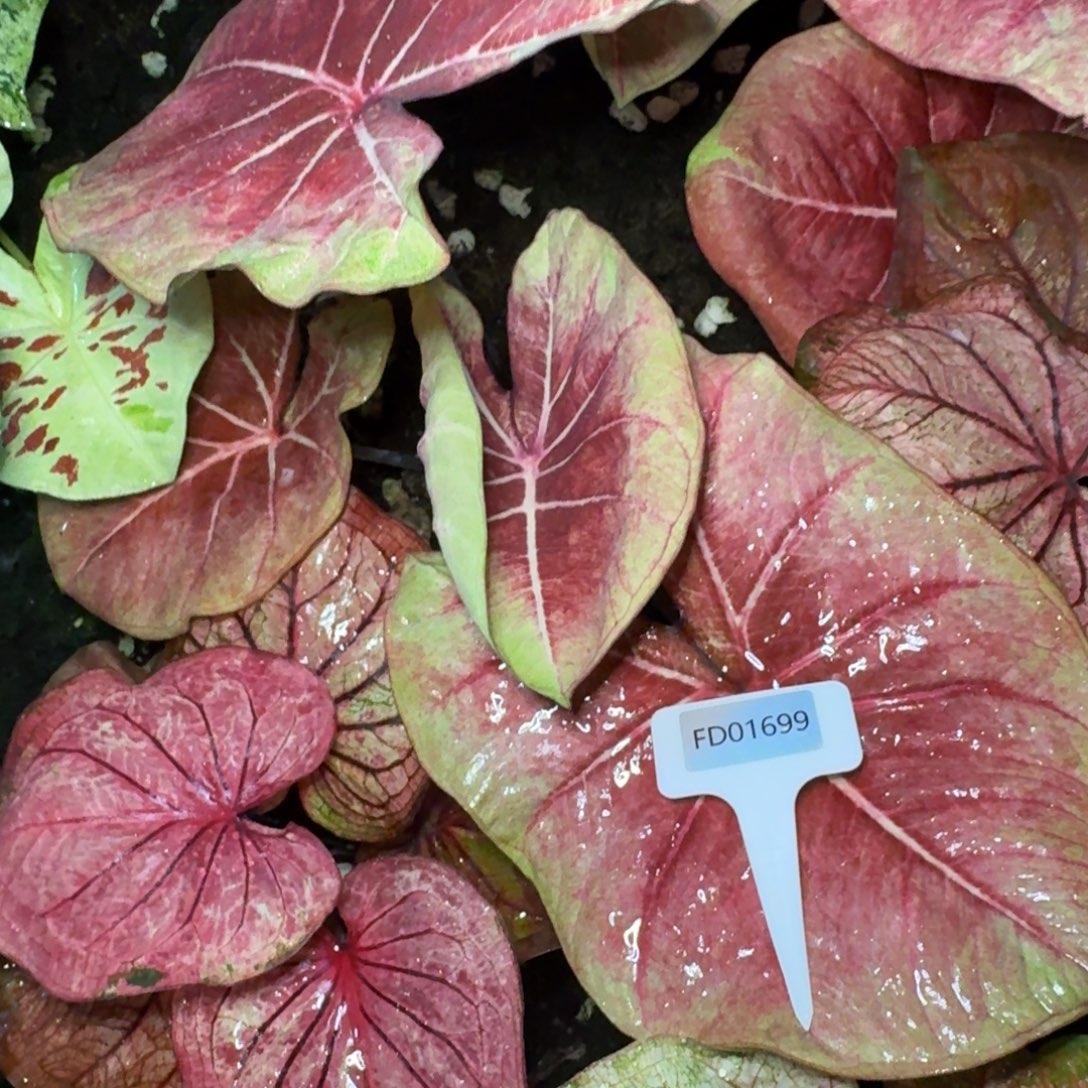 Z***衍无花朵泰彩寄养01699