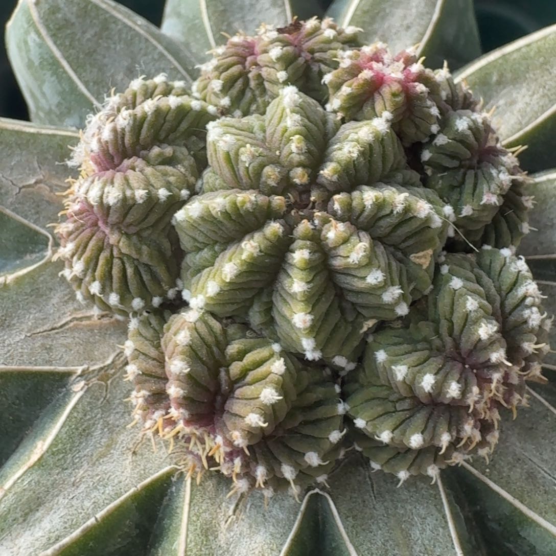 【闪购商品】苗接群头老花笼