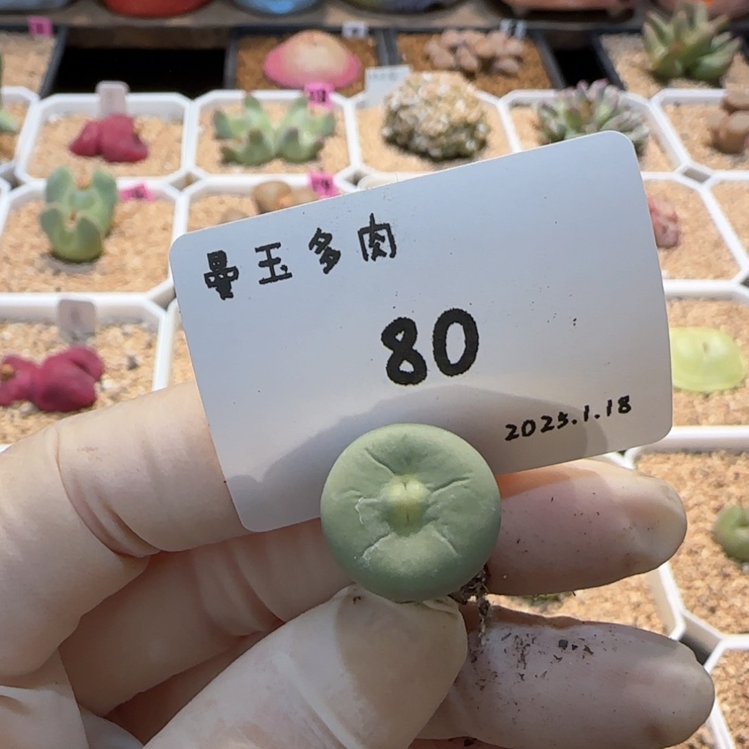 我***名多肉多肉多肉1.18-080