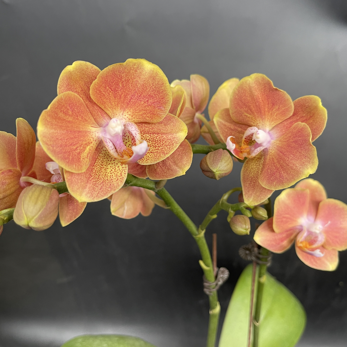 3.0埃特娜蝴蝶兰单梗一颗【全场任意两颗起发货】